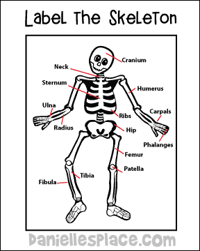 Label the Skeleton Craft