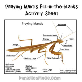 "Label the Parts" Printable Praying Mantis Photograph